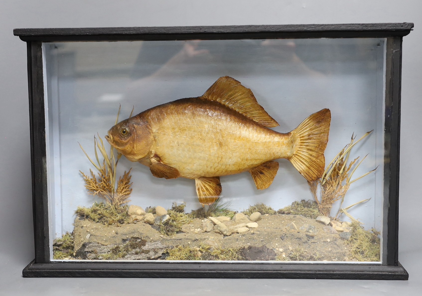 A cased taxidermy carp 49cm long